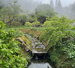 Alishan National Forest