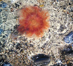 Hundestrand Heiligenhafen