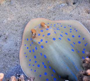 Schnorcheln Marsa Alam