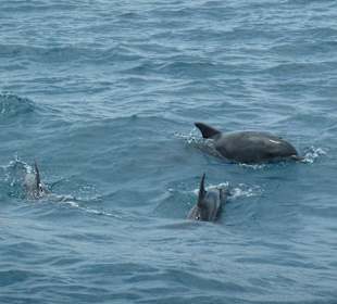 Bei der Delphinfahrt