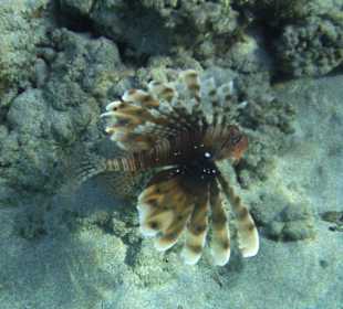 Rotfeuerfisch am Hausriff