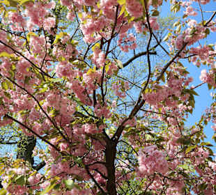 Baumblüte am "Neuen Forum"