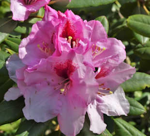 Eindrücke vom Rundgang durch den Berggarten