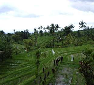 Reisfeld auf Bali 1