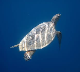 Schnorcheln Makadi Bay