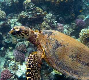 Schnorcheln Marsa Alam