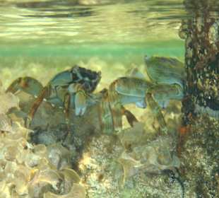 Unterwasserwelt Hausriff