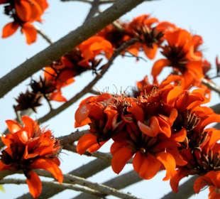 Wunderschöne Blüten