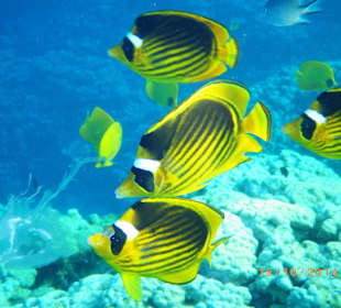 Hotel Stella Makadi Gardens 