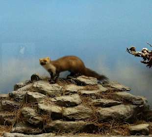 Vogel-und Jagdtierkunde