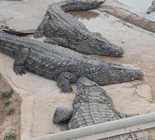 Krokodilfarm Animalia