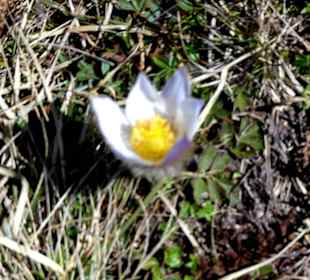 Frühling oder schön Sommer