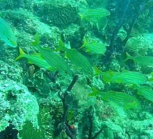Bayahibe DiveSpot Shallow