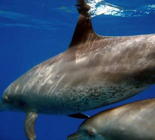 Delfinausflug selber geschossen!