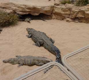 Krokodilfarm Animalia