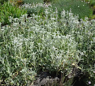 Spaziergang durch den Botanischen Garten Bremen