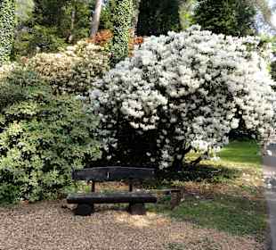 Spaziergang durch den Rhododendronpark Westerstede