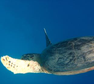 Direkt beim Hausriff!