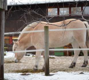 Freilichtmuseum Skansen