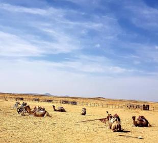 Camels living at the camp