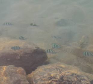 Schnorcheln Hurghada