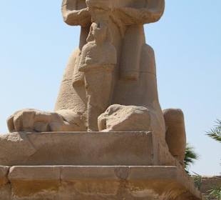 Widder - Sphingendarstellung