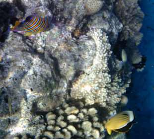 Polypen-Falterfisch und Pfauenkaiserfisch