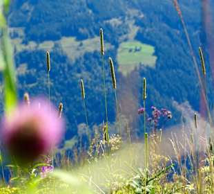 Natur Grafenberg