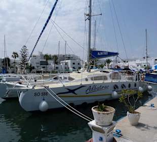 Die Albatros