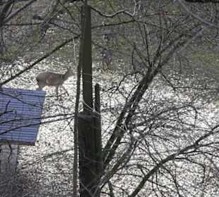 Wildpark Eichert