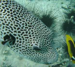 Großer Kugelfisch,Tabak-Falterfisch,Diademseeigel