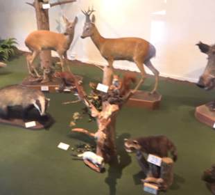 Natur- und Jagdmuseum