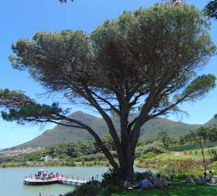 Cape Point Vineyards in Noordhoek