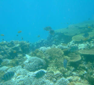 Unterwasserwelt bei der Katamaranfahrt