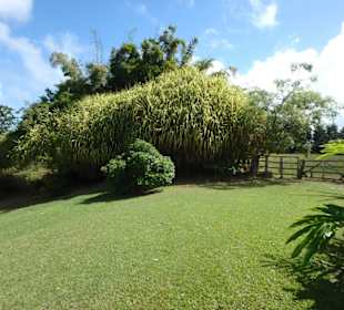 Phantastischer Blick auf die Ostküste von Barbados