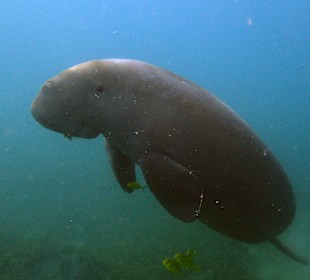 Tauchen Berenice