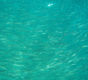 Grosser Fischschwarm