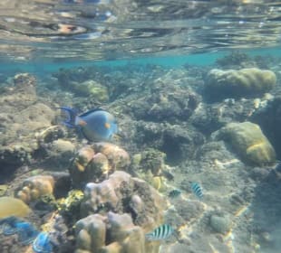 Schnorcheln Hurghada