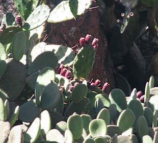 Opuntien - Feigenkakteen