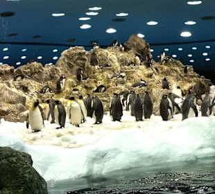 Pinguine