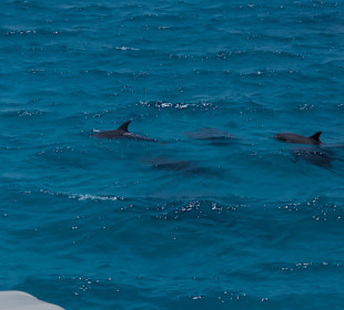 Delphintour mit Alex Hurghada