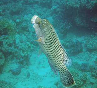 Napoleon-mit ausgestülpten Lippen