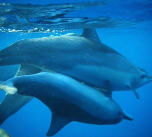 Kamen manchmal öfter am Tag zu Besuch 