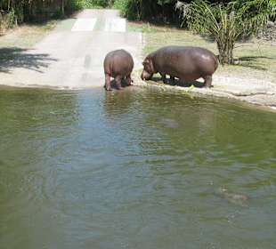 Вид из автобусика
