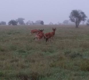 Sarova Salt Lick Game Lodge