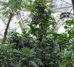 Im Palmenhaus