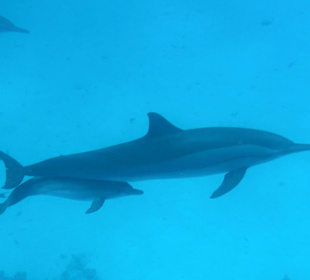 Delfinmutter mit Kind