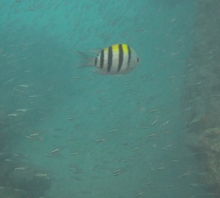 Andaman Snorkel Discovery