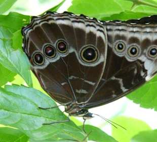 Schmetterling
