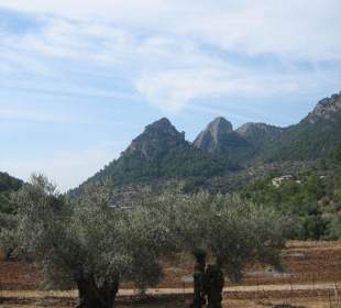 Jardines de Alfabia- Umgebung